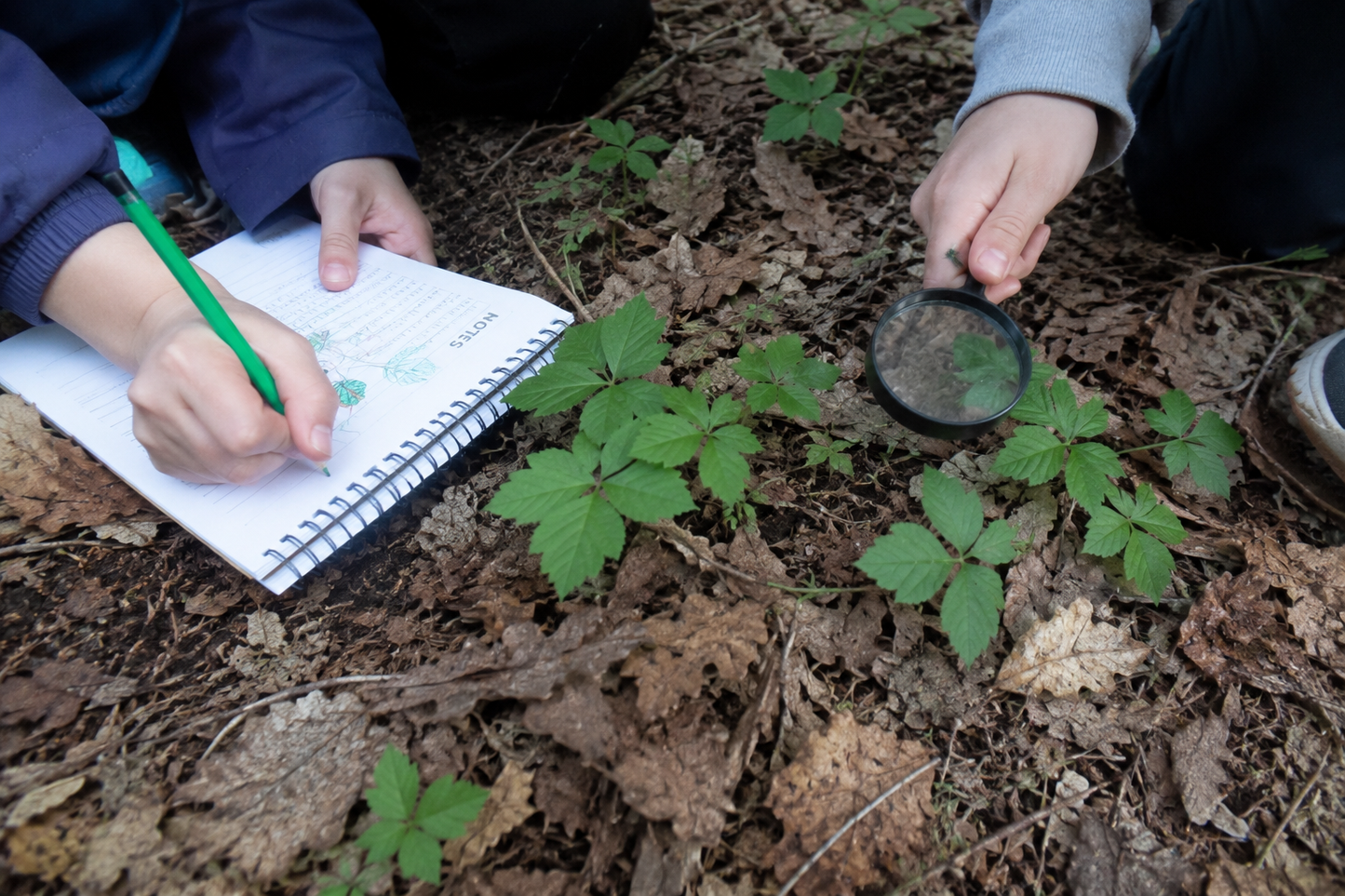 Nature Detective Adventure
