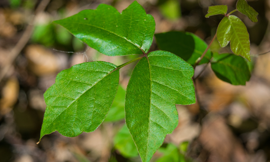 Poison Ivy: What Every Parent on Long Island Should Know