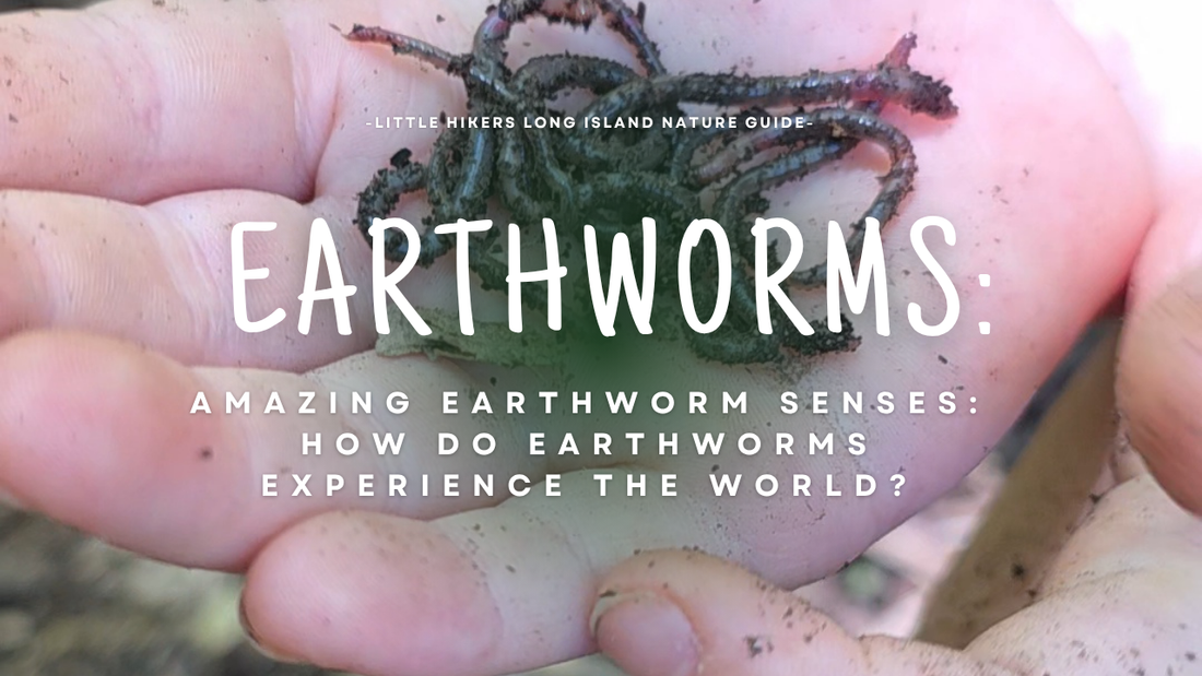 Amazing Earthworm Senses: How Do Earthworms Experience the World?