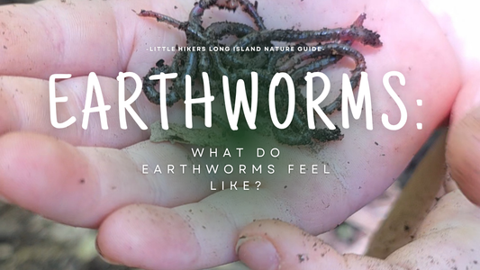 What Do Earthworms Feel Like?