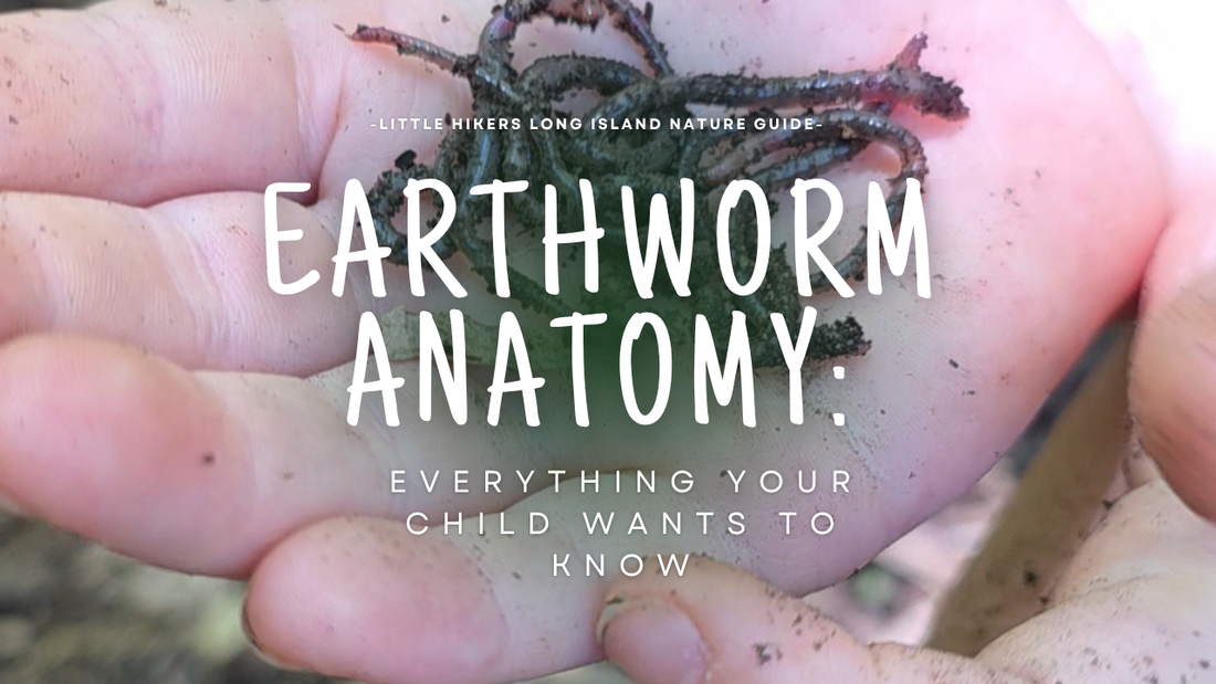Inside an Earthworm: Amazing Facts Every Curious Child Will Want to Know