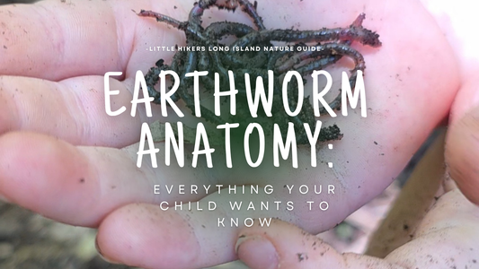 Inside an Earthworm: Amazing Facts Every Curious Child Will Want to Know