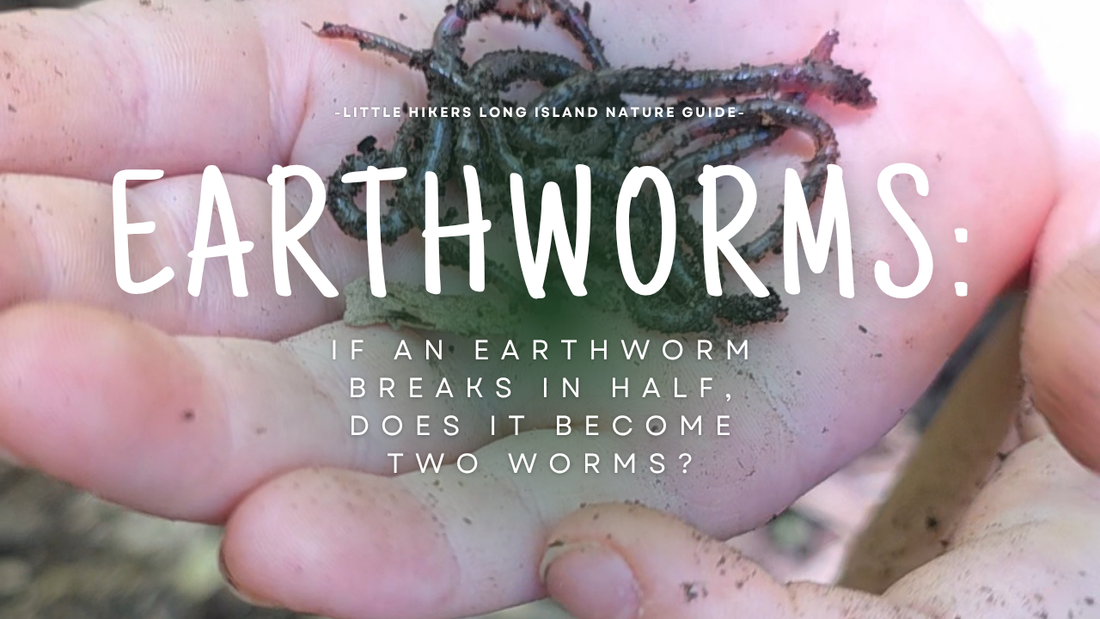 If an Earthworm Breaks in Half, Does It Become Two Worms?