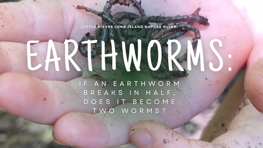 If an Earthworm Breaks in Half, Does It Become Two Worms?