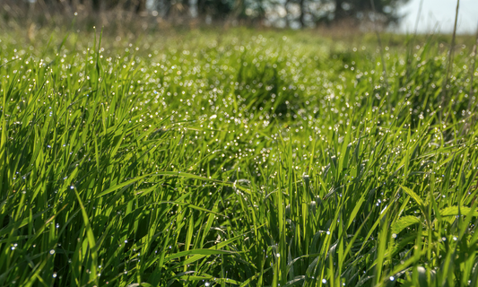Ticks: What Every Family Should Know