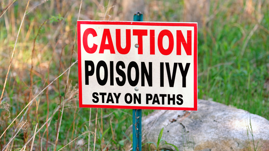How to Identify Poison Ivy and What to Do After Exposure