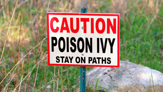How to Identify Poison Ivy and What to Do After Exposure