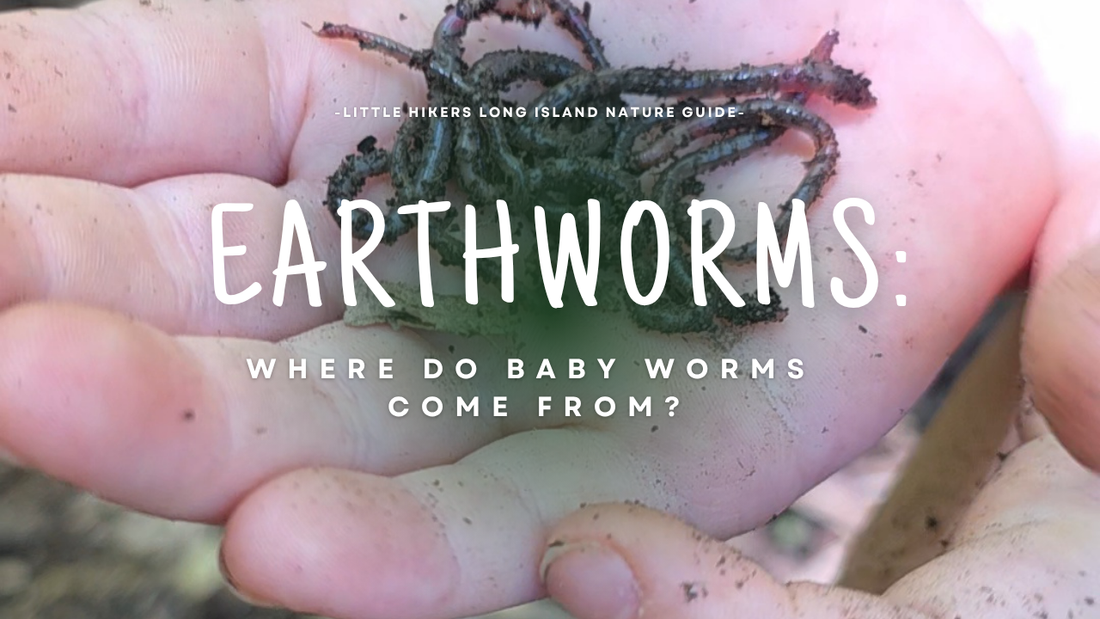 Where Do Baby Worms Come From?