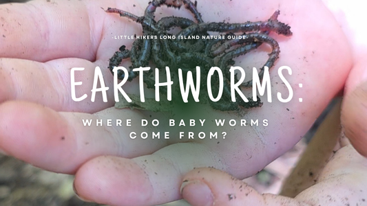 Where Do Baby Worms Come From?