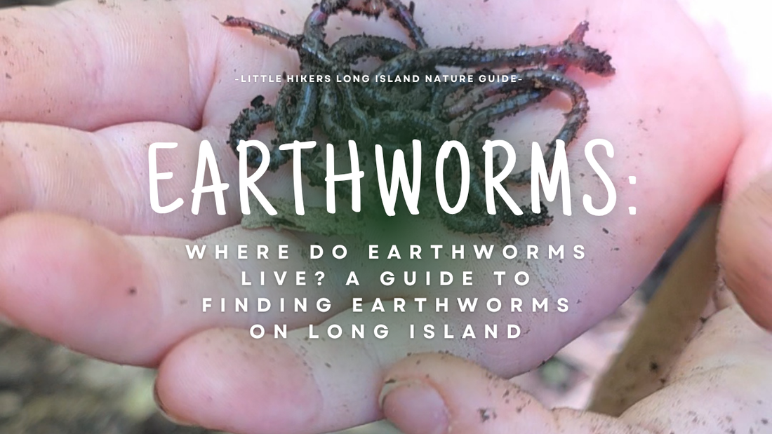 Where Can You Find Earthworms on Long Island?