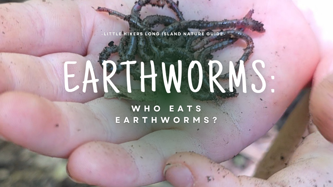 Who Eats Earthworms?