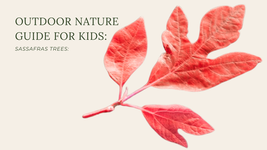 Sassafras Tree Nature Guide: Identification, Fun Facts & Free Printable for Kids