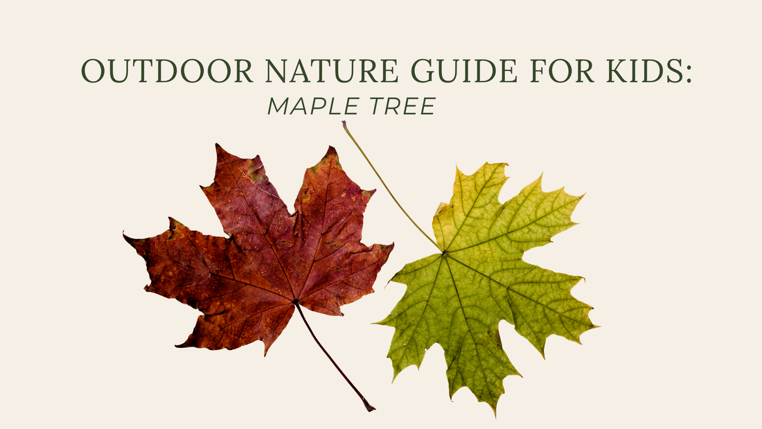 Maple Tree Nature Guide: Identification, Fun Facts & Free Printable for Kids