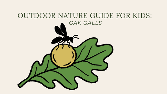 Oak Galls: How They Form, Interesting Facts & Free Nature Guide for Kids
