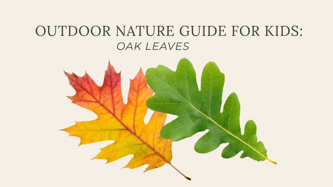 Oak Tree Nature Guide: Identification, Interesting Facts &amp; Free Printable for Kids
