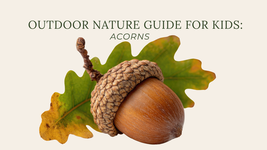 Acorn Nature Guide: Identification, Interesting Facts & Free Printable for Kids