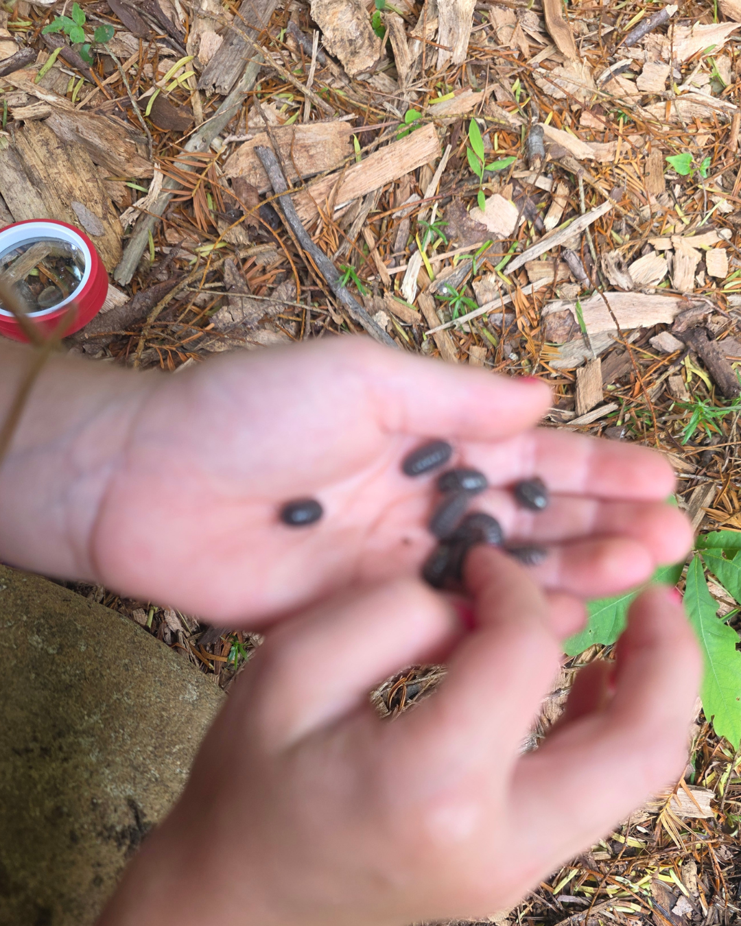 Junior Naturalists (Ages 6–10)  6-Week Program