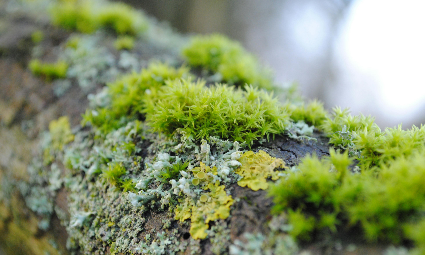 AUGUST Outdoor Nature Program
