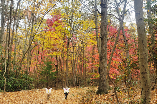 Fall I
