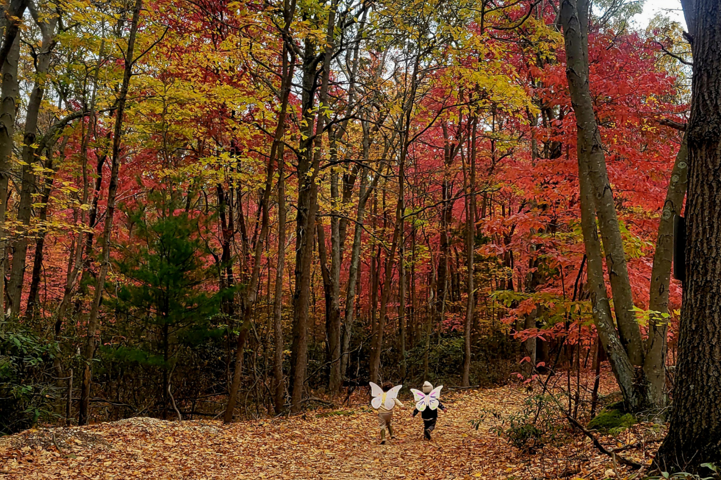 Fall Season (September–December)