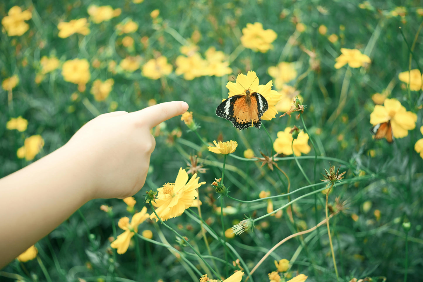 July & Aug Bundle  – 8 Week Nature Program
